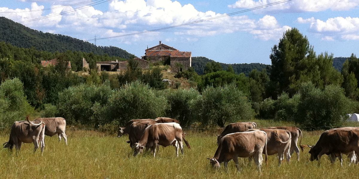 Can Mabres, carn de criança natural directe del camp a la porta de casa