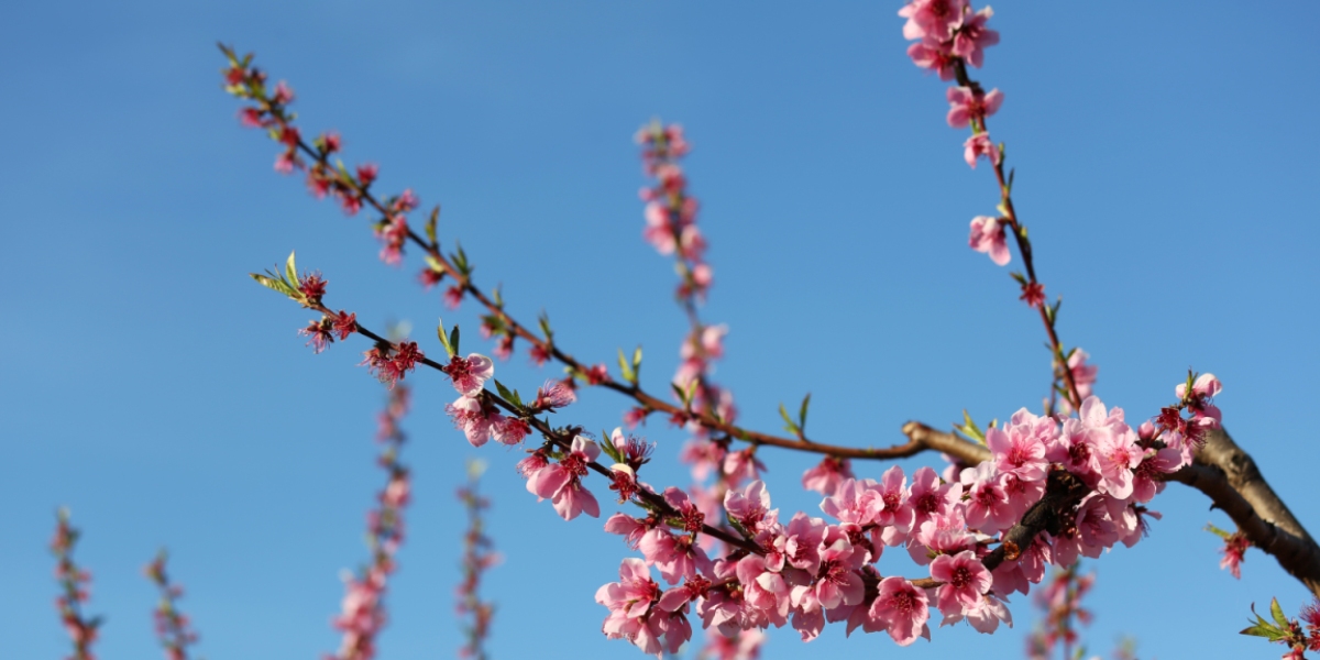 Les couleurs du printemps