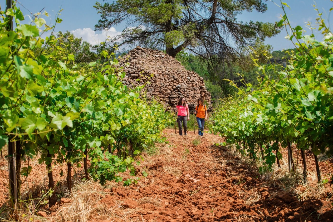 A peu entre les vinyes al Pla de Morei