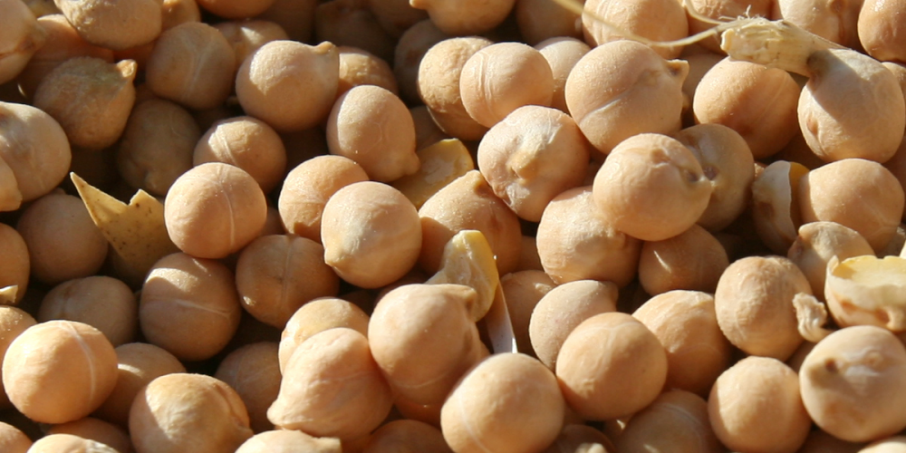 El cigronet de l’Alta Anoia