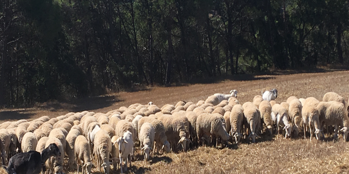 Cal Serrats, carn de xai criat en plena natura