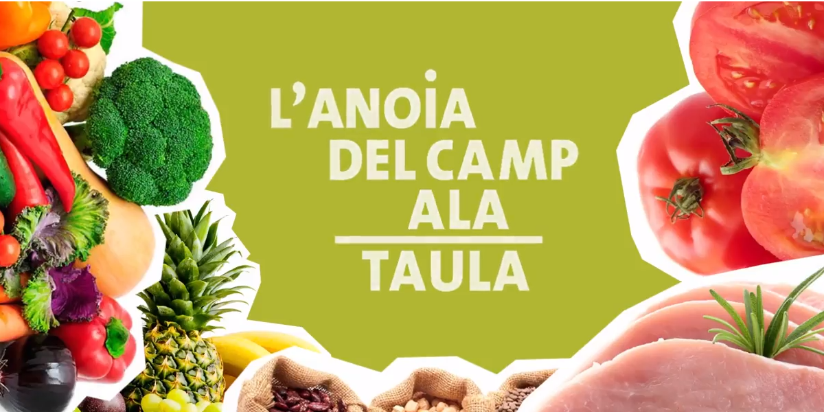 Caves i vins amb experiències al sud de l’Anoia