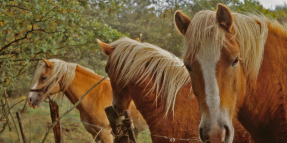 Activitats amb cavall