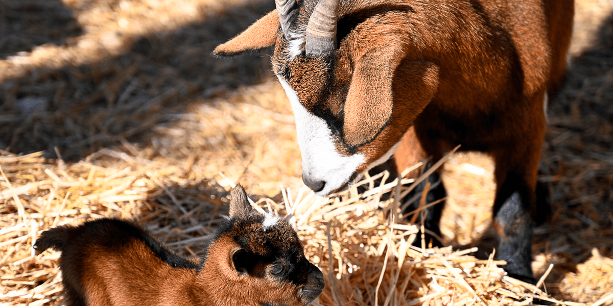 Granja escola i circuit sensorial a l’Hípica Serra Burgès