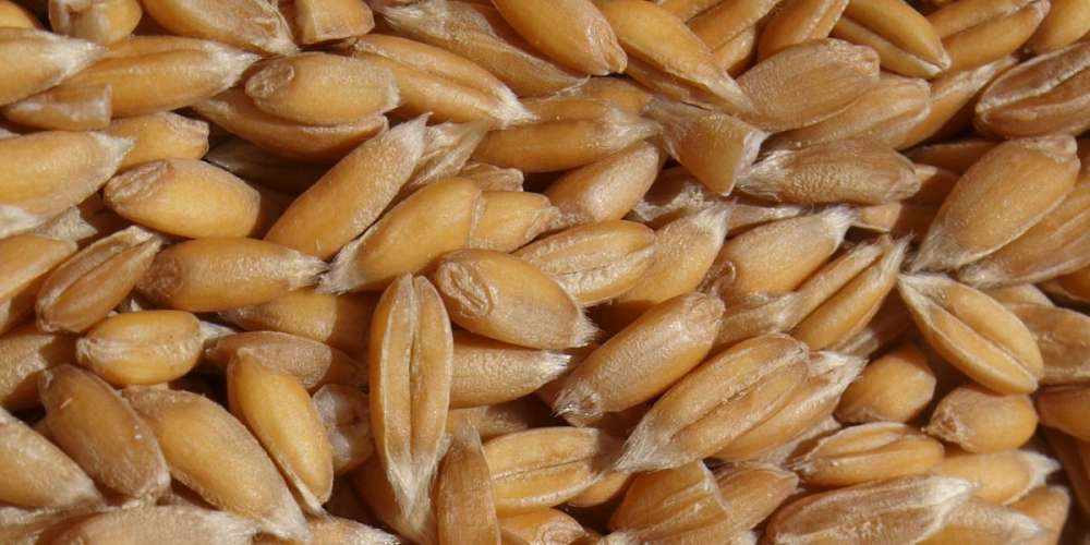 Pep Mestre Agricultura Ecològica: cereals i llegums bons per a la salut i per a l’entorn