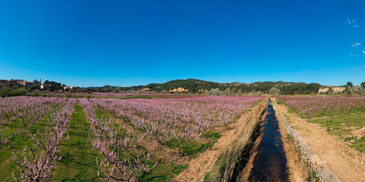 Les 6 postals de primavera que no et pots perdre a l’Anoia