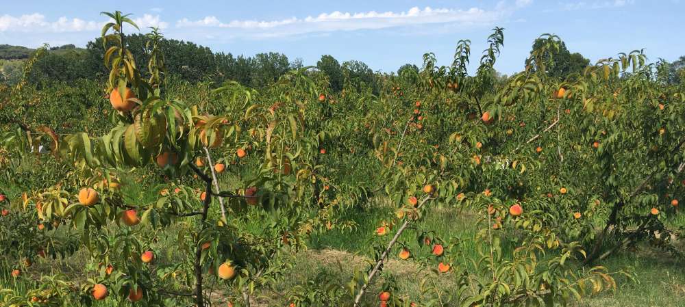 El préssec, una dolça especialitat del sud de l’Anoia