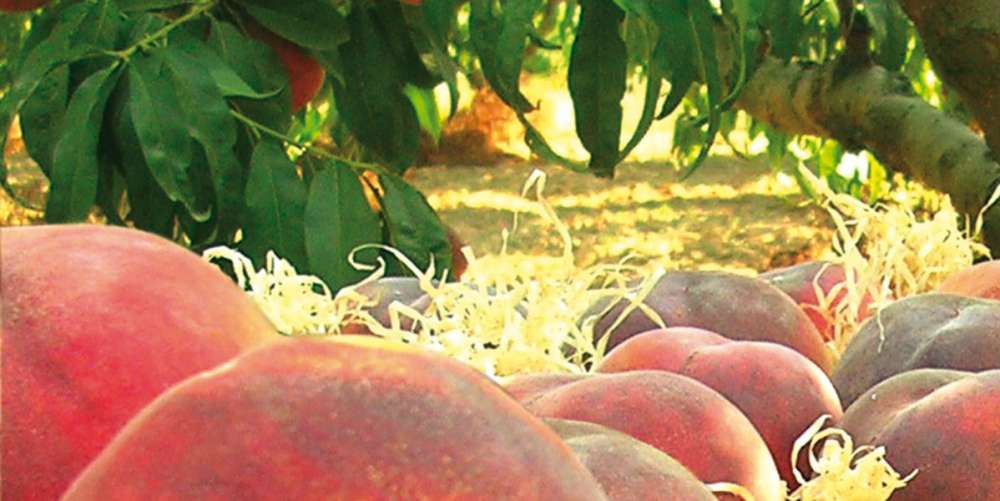 De la Maria: Fruites i verdures ecològiques i a domicili