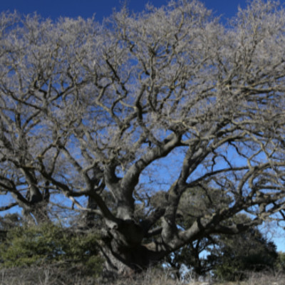 roure d´ancosa (la llacuna)0001