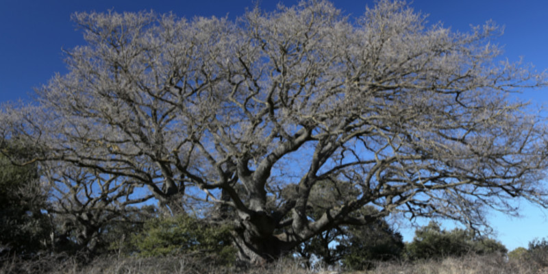 roure d´ancosa (la llacuna)0001 roure d´ancosa (la llacuna)0001