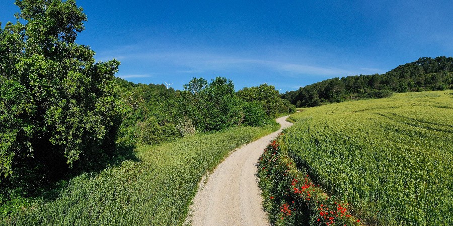 El Camí de Sant Jaume al seu pas per l’Anoia