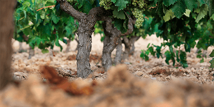 De la terra al celler: descobreix la verema a l’Anoia