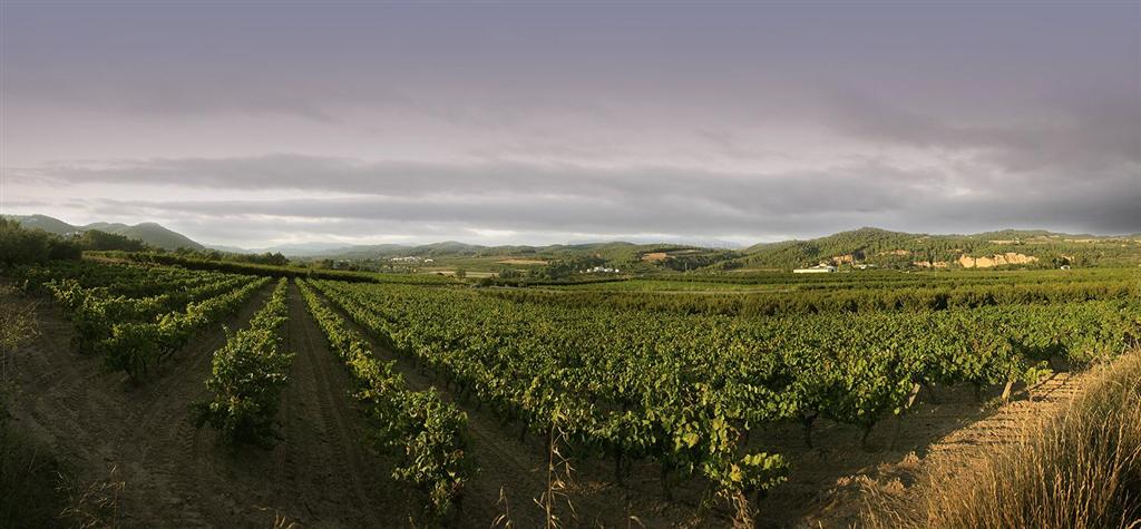 Las viñas de la Anoia